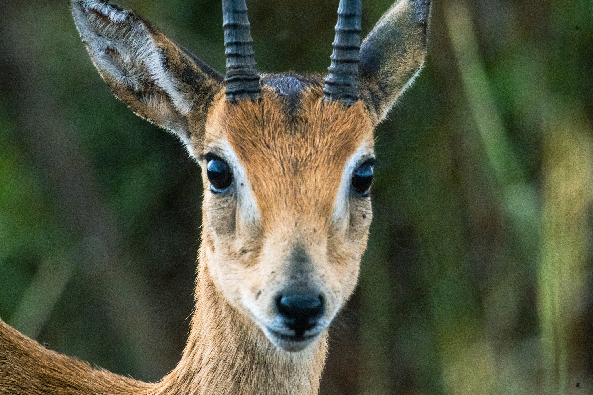 Uganda 2026: Animals
